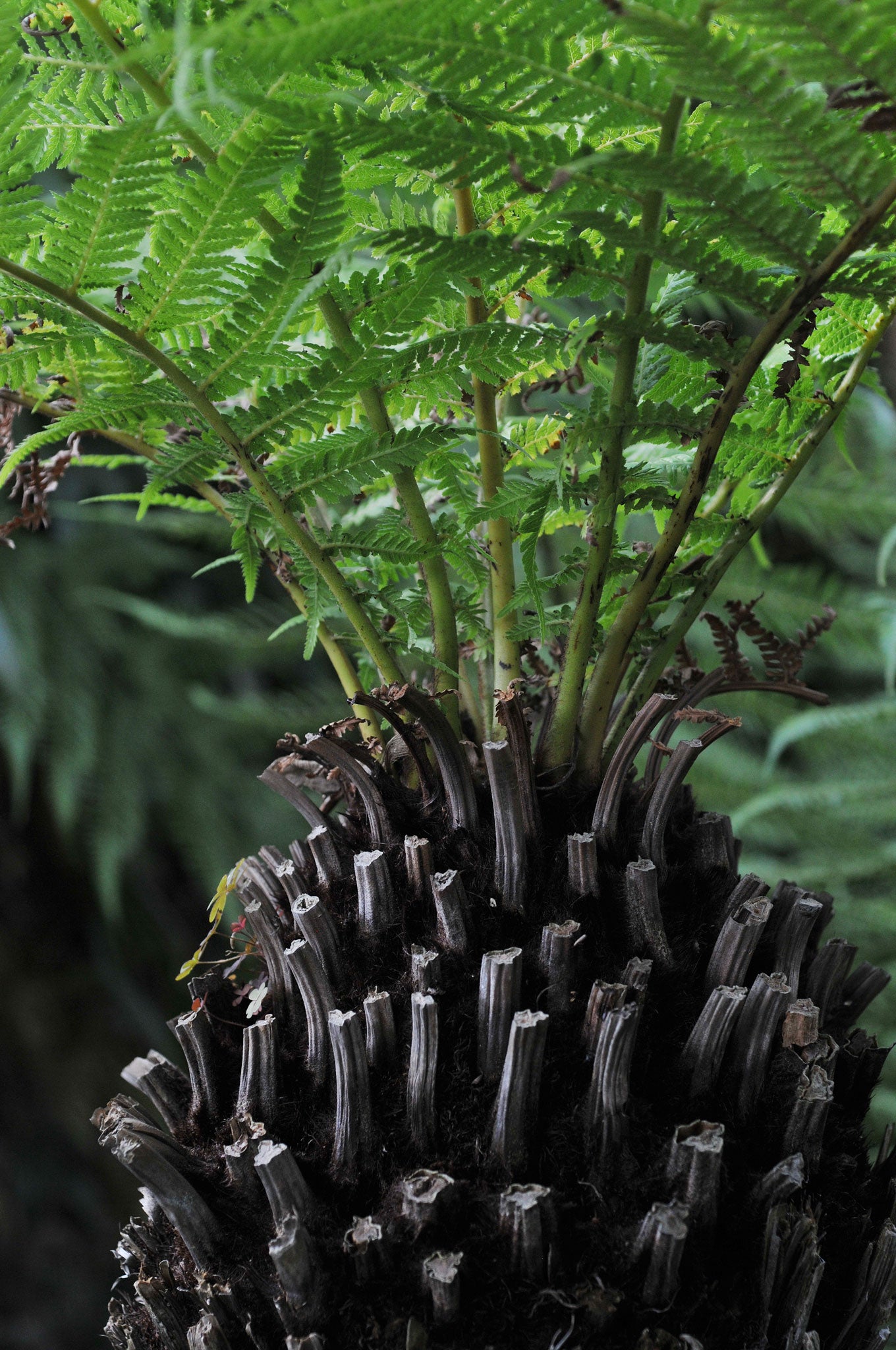 When it comes to plants, the bigger the better, as far as Clive is concerned