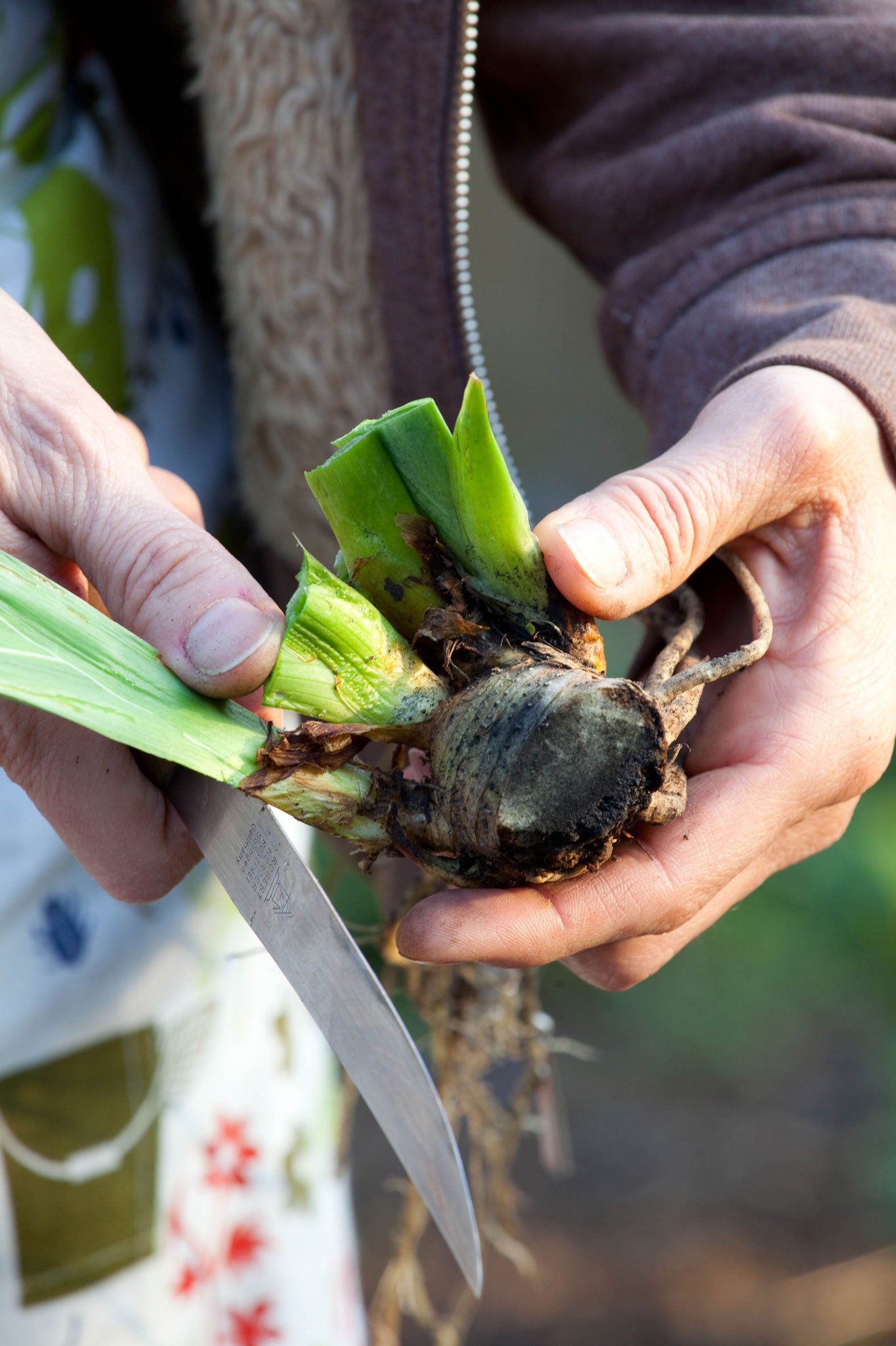 Trim the fan of leaves of an iris and the roots back with a sharp knife