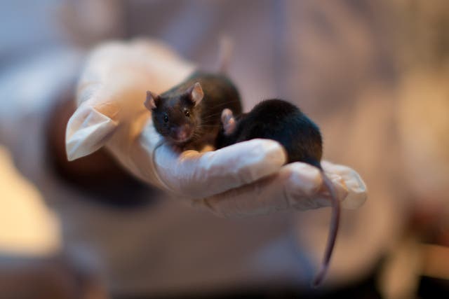 Researchers at oxford have found they can improve the recovery time of mice exposed to irregular patterns of light and dark