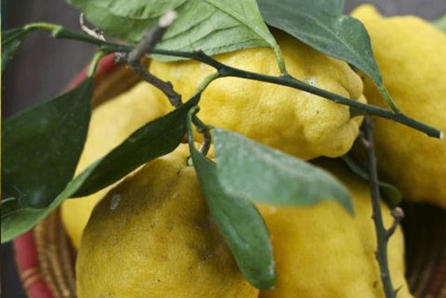 All yellow: leafy Italian lemons