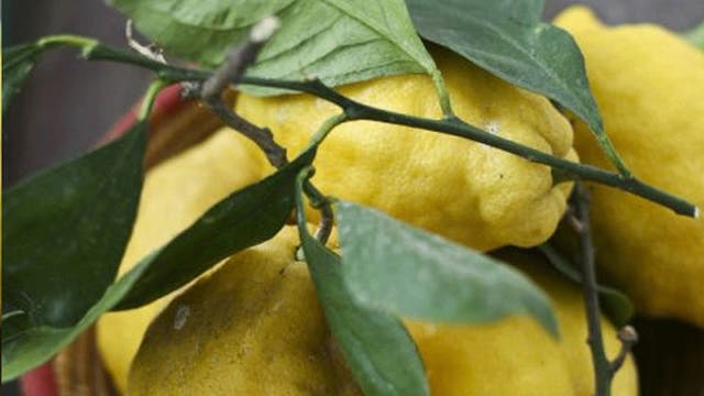 All yellow: leafy Italian lemons