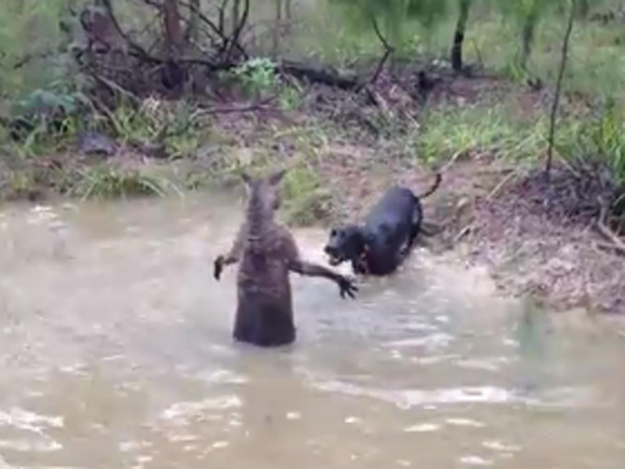 A video with the ominous title “Kangaroo Tries to Drown Dog” has sparked controversy in Australia