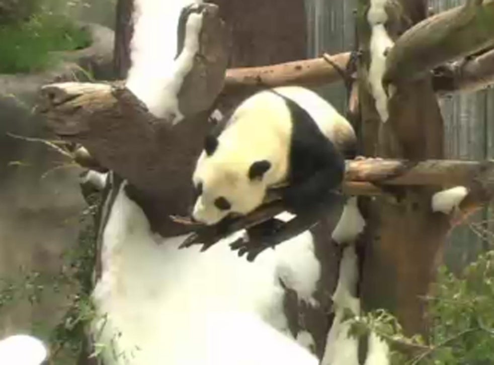 Video: Pandas at San Diego Zoo treated with a winter wonderland | The ...