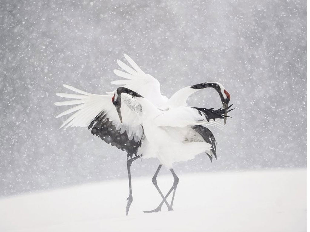 Munier's Dancing Cranes is influenced by Japanese art and photography and likes to work in wild, snowy locations