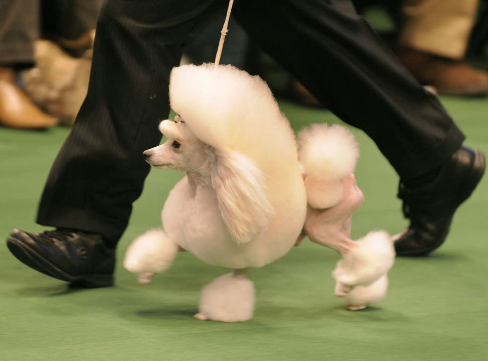 A Toy Poodle runs in the ring during the 134th Westminster Kennel Club Dog Show, 2010.