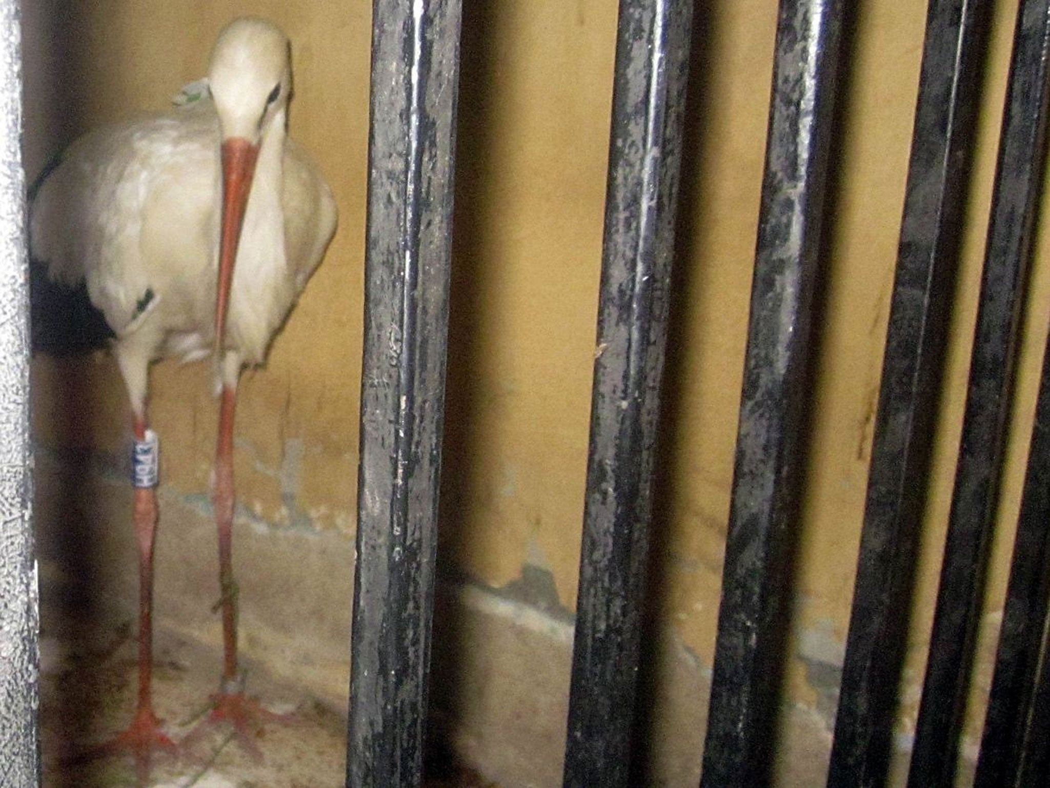 A migrating stork is held in a police station after a citizen suspected it of being a spy and brought it to the authorities in the Qena governorate.
