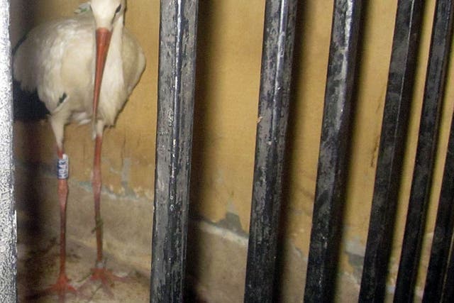 A migrating stork is held in a police station after a citizen suspected it of being a spy and brought it to the authorities in the Qena governorate.