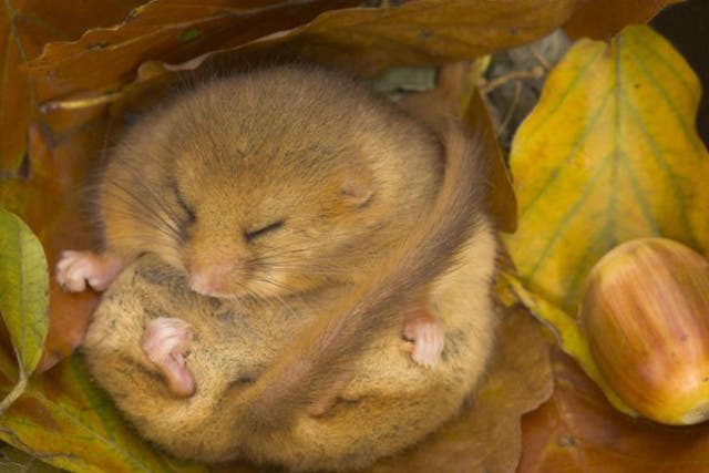 This photograph by Danny Green of a dormouse hibernating was 'highly commended' in the 2013 British Wildlife Photography Awards