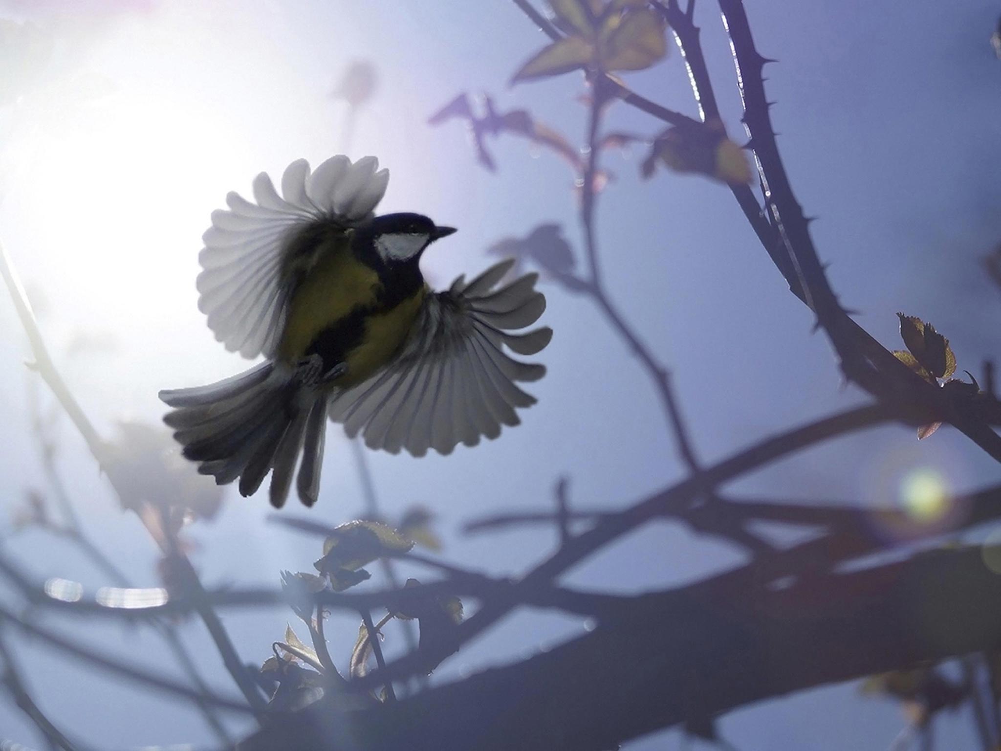 A great tit in flight by James Amess which won the Wildpix Young People's 12-18 Award in the British Wildlife Photography Awards 2013