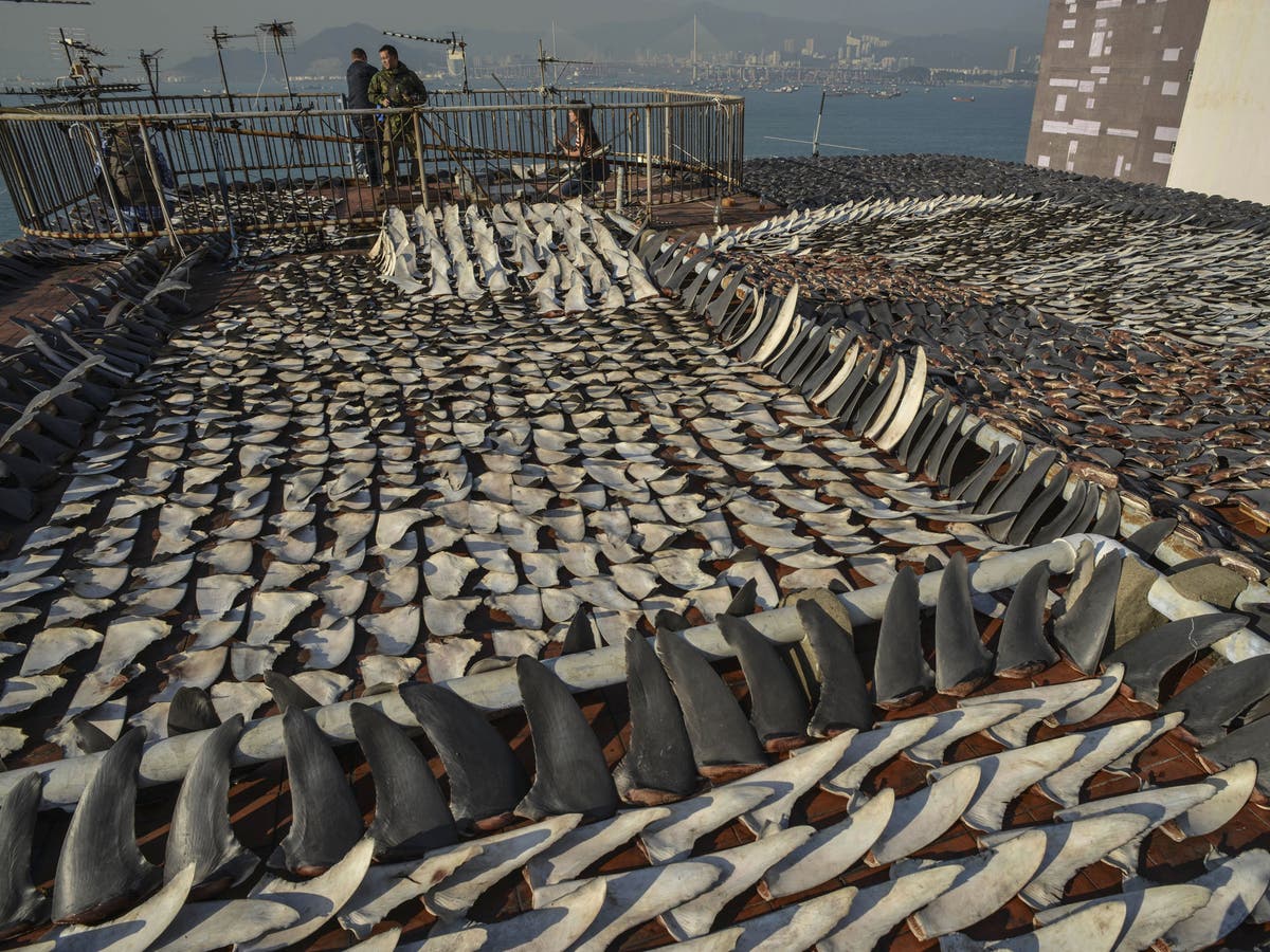 Shark fin soup places 'unsustainable and crippling demand' on populations