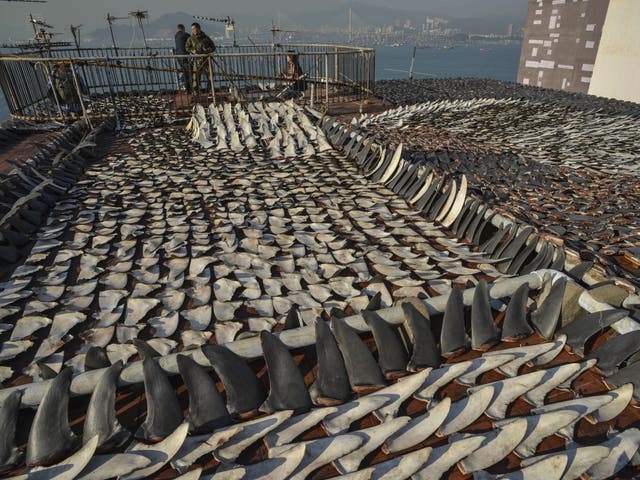 The roof of a Hong Kong factory building is covered in drying shark fins.