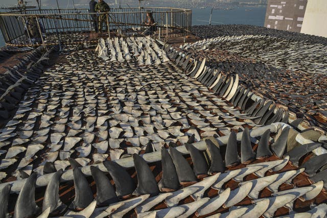 The roof of a Hong Kong factory building is covered in drying shark fins. Consumption has fallen faster in China than in Hong Kong, suggesting the anti-graft campaign is having an effect.