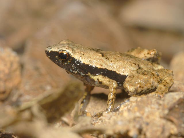 Photo of a male Gardiner's Frog (S. Gardineri) taken in its natural habitat of the Seychelles Islands