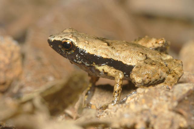 Photo of a male Gardiner's Frog (S. Gardineri) taken in its natural habitat of the Seychelles Islands