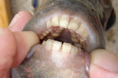 Fish with 'human teeth' found swimming in Michigan lakes