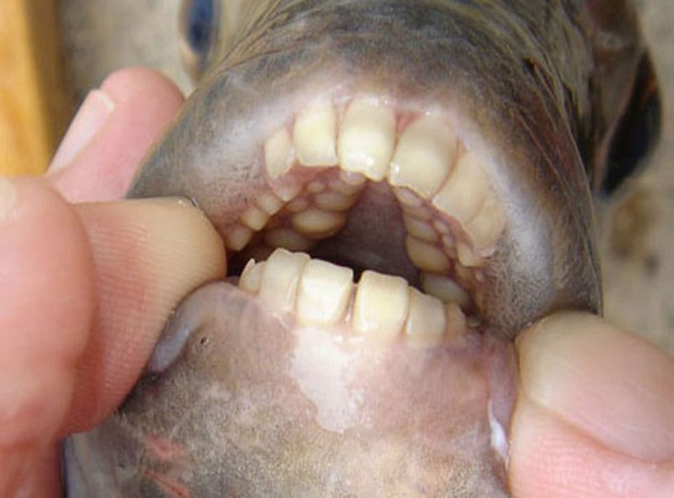 Pacus have powerful teeth to help them crunch through nuts, fruit and plants