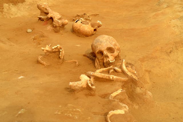 Excavated remains of the heads and necks of three late Iron Age individuals thrown into an enclosure ditch
