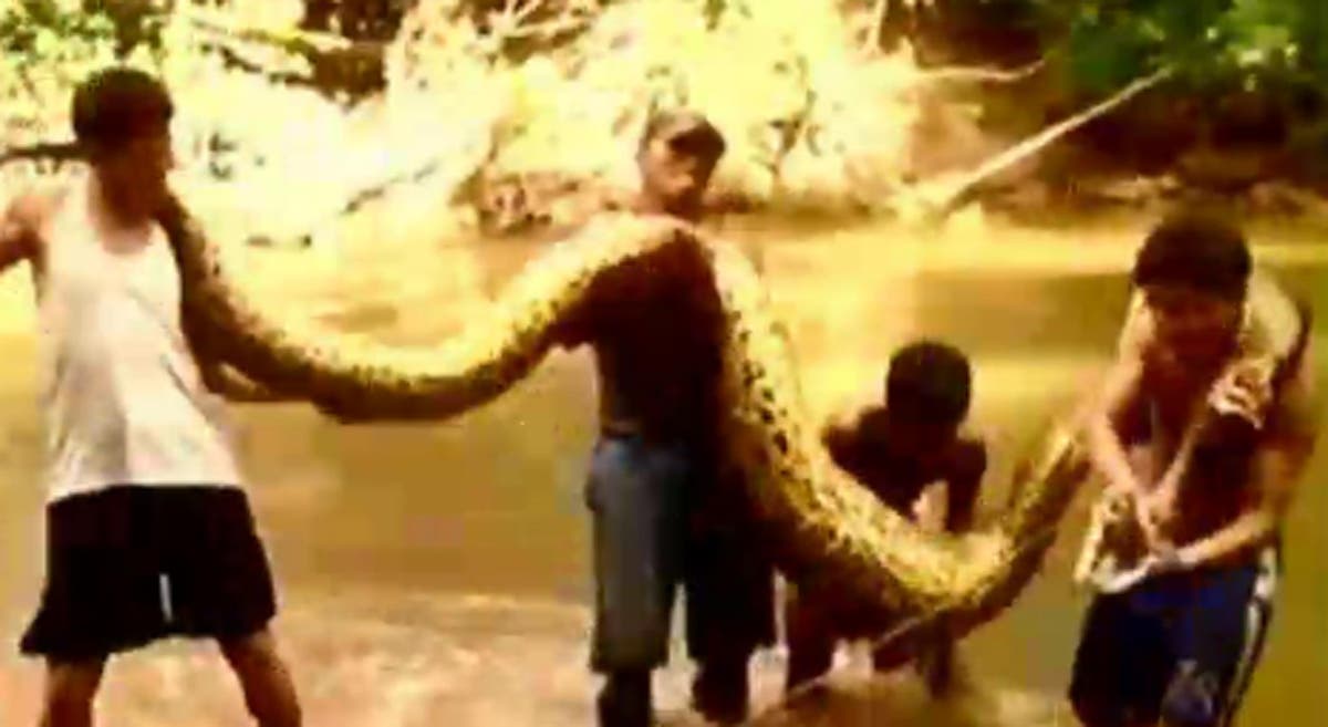 Video: Giant 16ft anaconda caught in Peru | The Independent | The ...