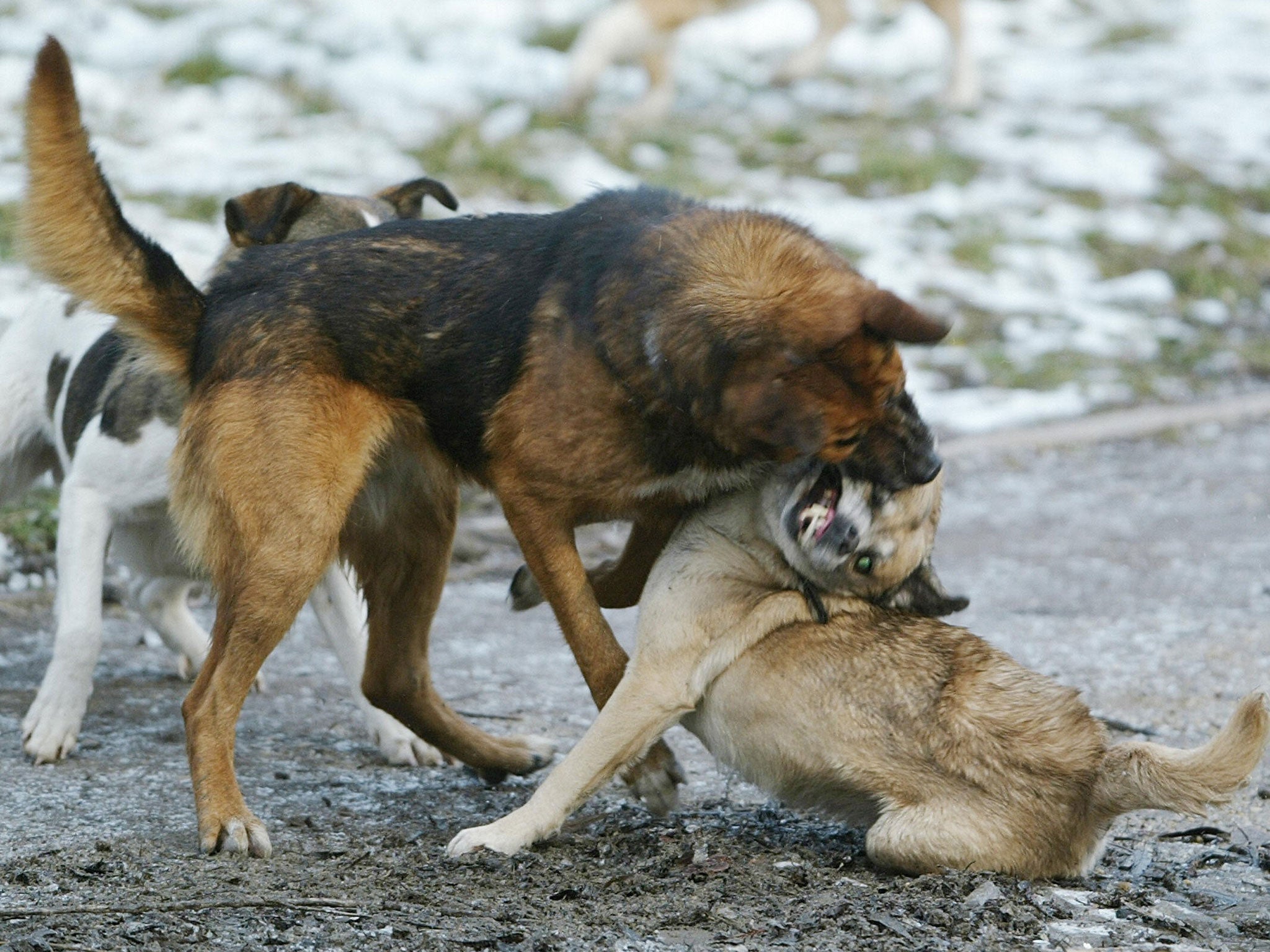 Stray dogs fight in a park in Bucharest