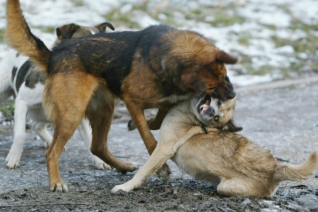 Stray dogs fight in a park in Bucharest