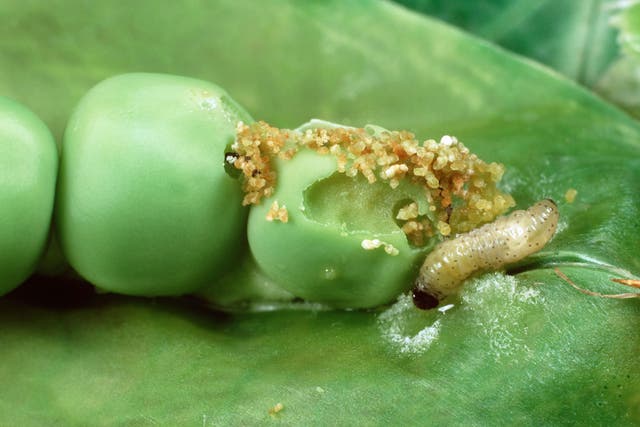 Larvae of the pea moth get to work on a pod