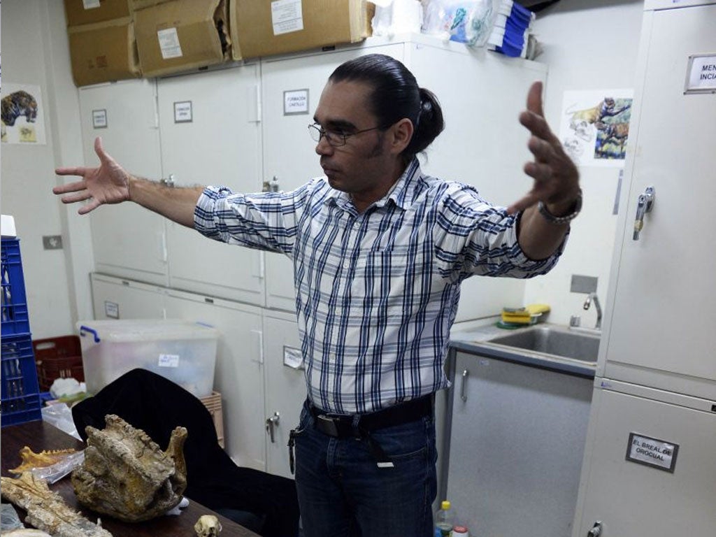 Venezuelan palaeontologist Ascania Rincon shows the skull of a glyptodont