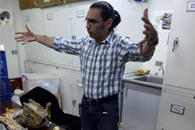 Venezuelan palaeontologist Ascania Rincon shows the skull of a glyptodont