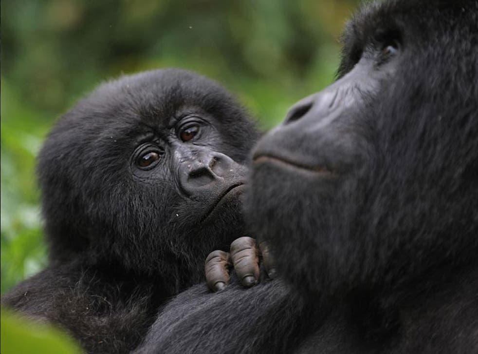 The region is home to gorillas made famous by David Attenborough