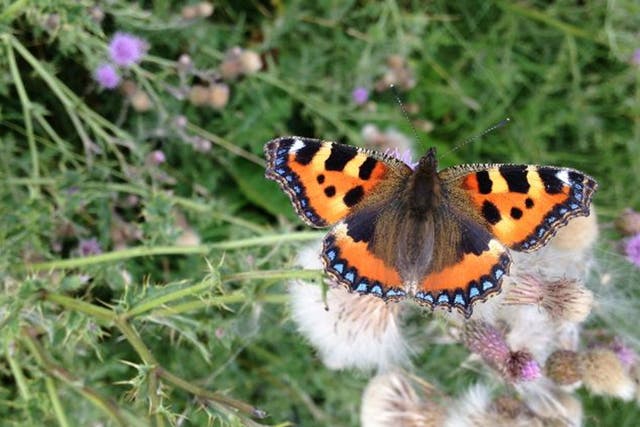 Wing and a prayer: tortoiseshells are found in Monk Wood