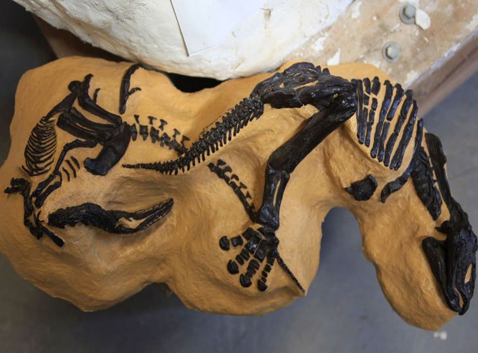 'Astounding' fossil find from Montana revealing two dinosaurs locked in mortal combat