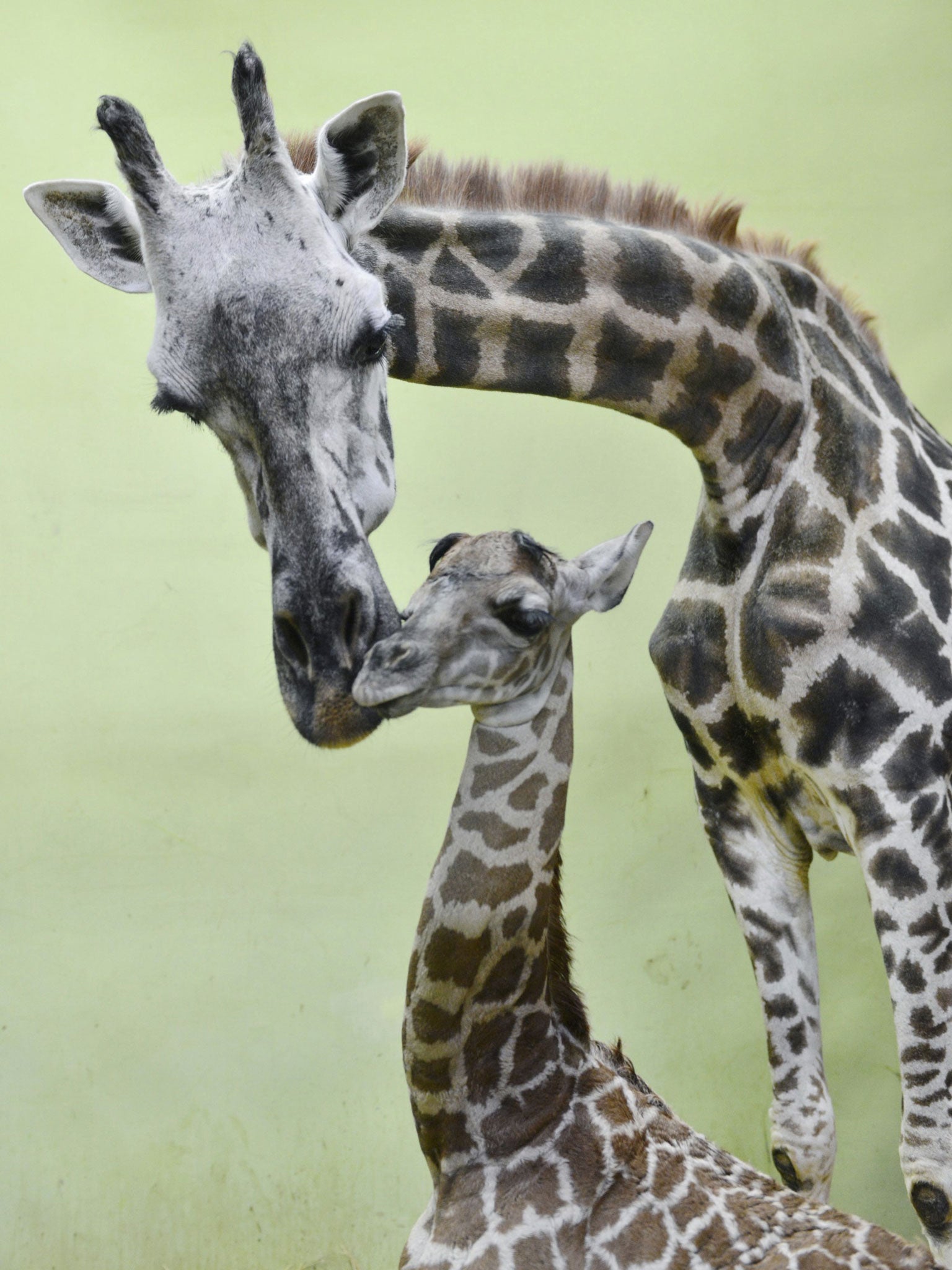 Mother giraffe, Jang-Soon, top, rubs her calf at the park in Yongin