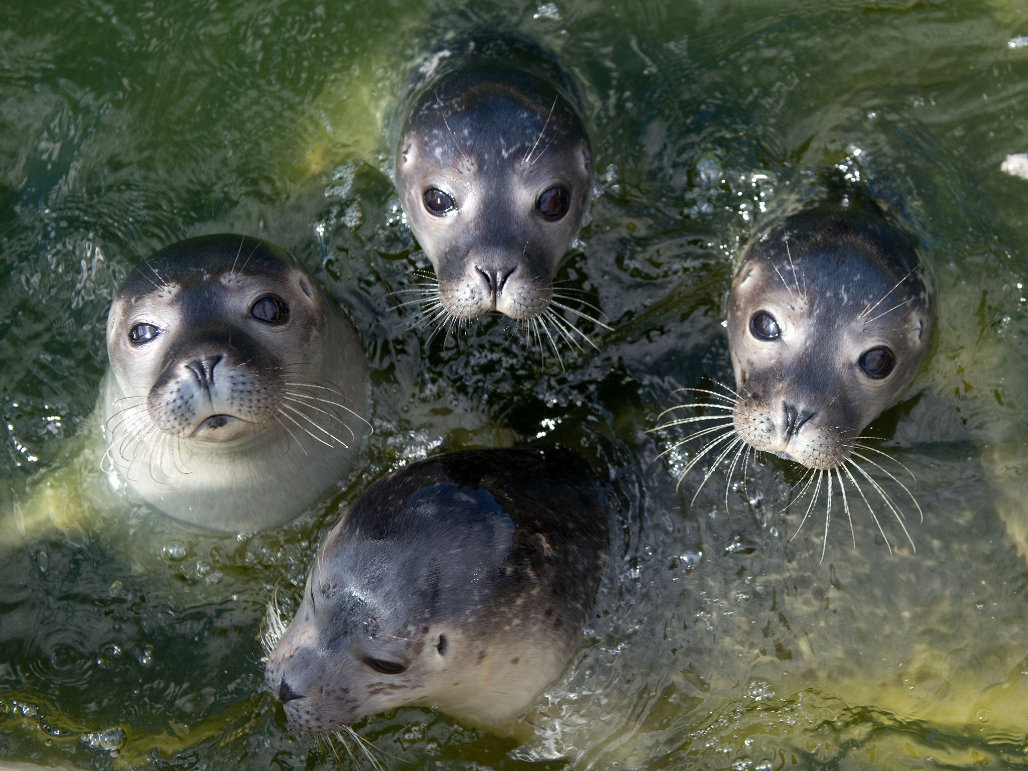 Seals will be recruited to take part in an attempt to study the Pine Island Glacier