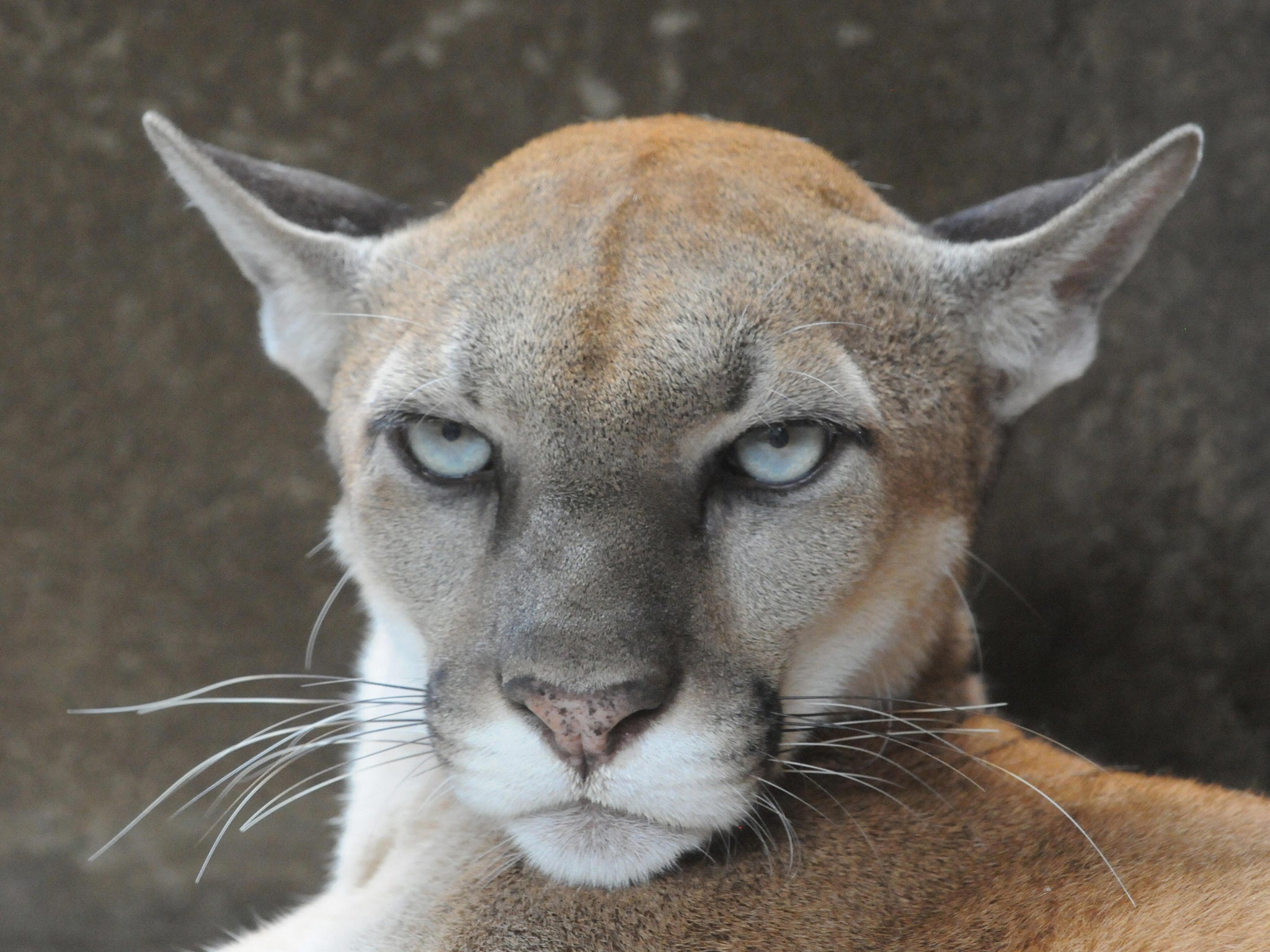 Cougar attacks are on the rise in North America