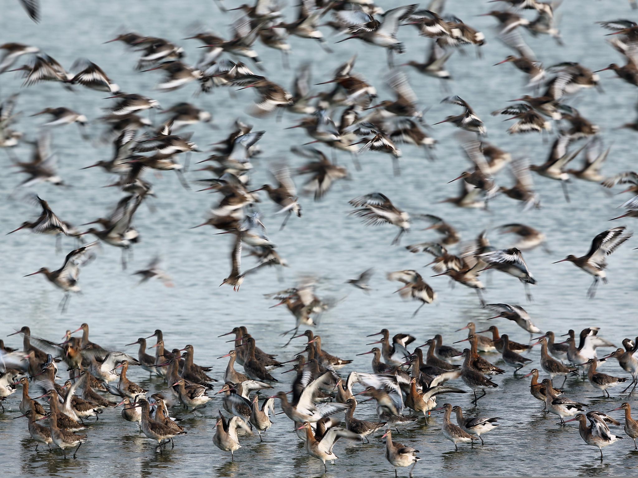 Godwit flock together seeking new feeding grounds during the incoming tide at the RSPB's Snettisham Nature reserve