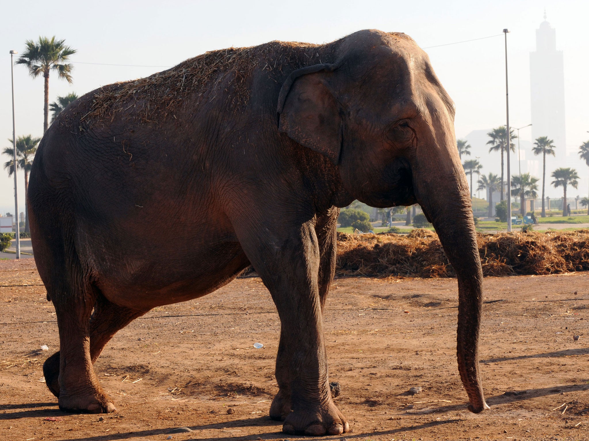 The man was playing petanque in the town square when the elephant trampled him