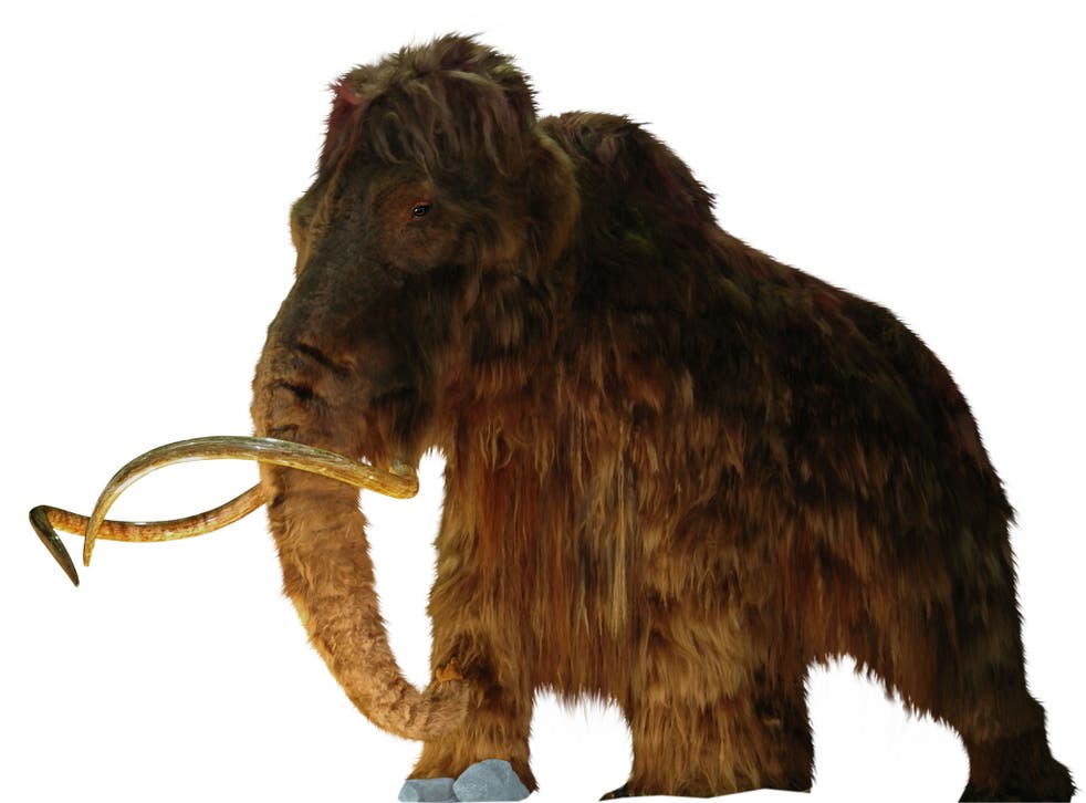 New  research suggests woolly mammoths became extinct because of climate change, not hunting by humans