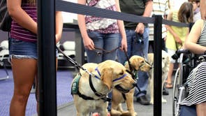 A Hollywood studio where dogs learn to fly - The San Diego Union-Tribune
