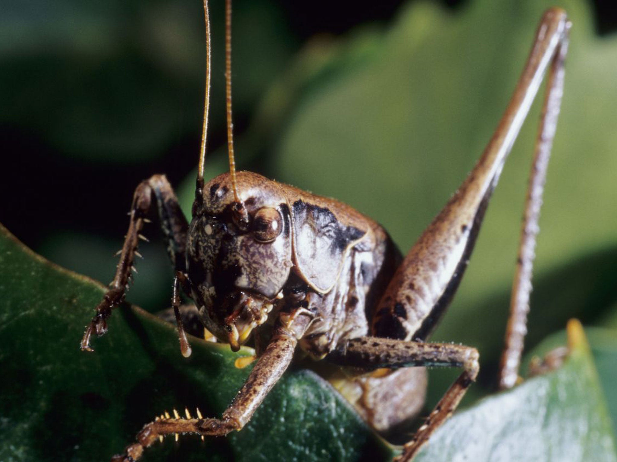 Dark Bush-Cricket (Pholidoptera griseoaptera) in the uk