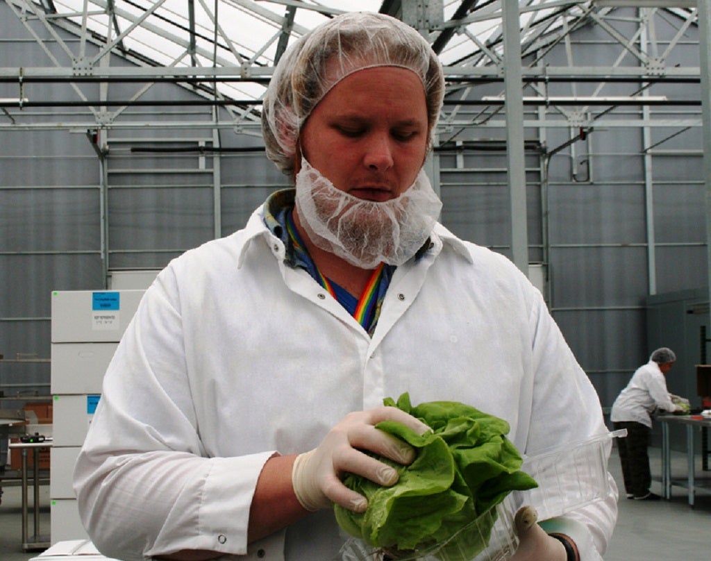 Space-grown lettuces will be thoroughly tested before humans are allowed to eat them