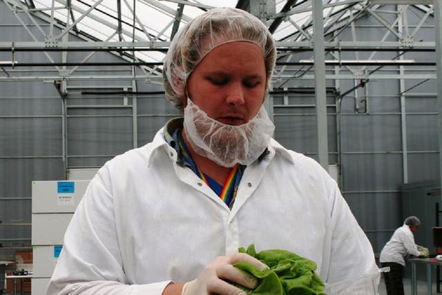 Space-grown lettuces will be thoroughly tested before humans are allowed to eat them