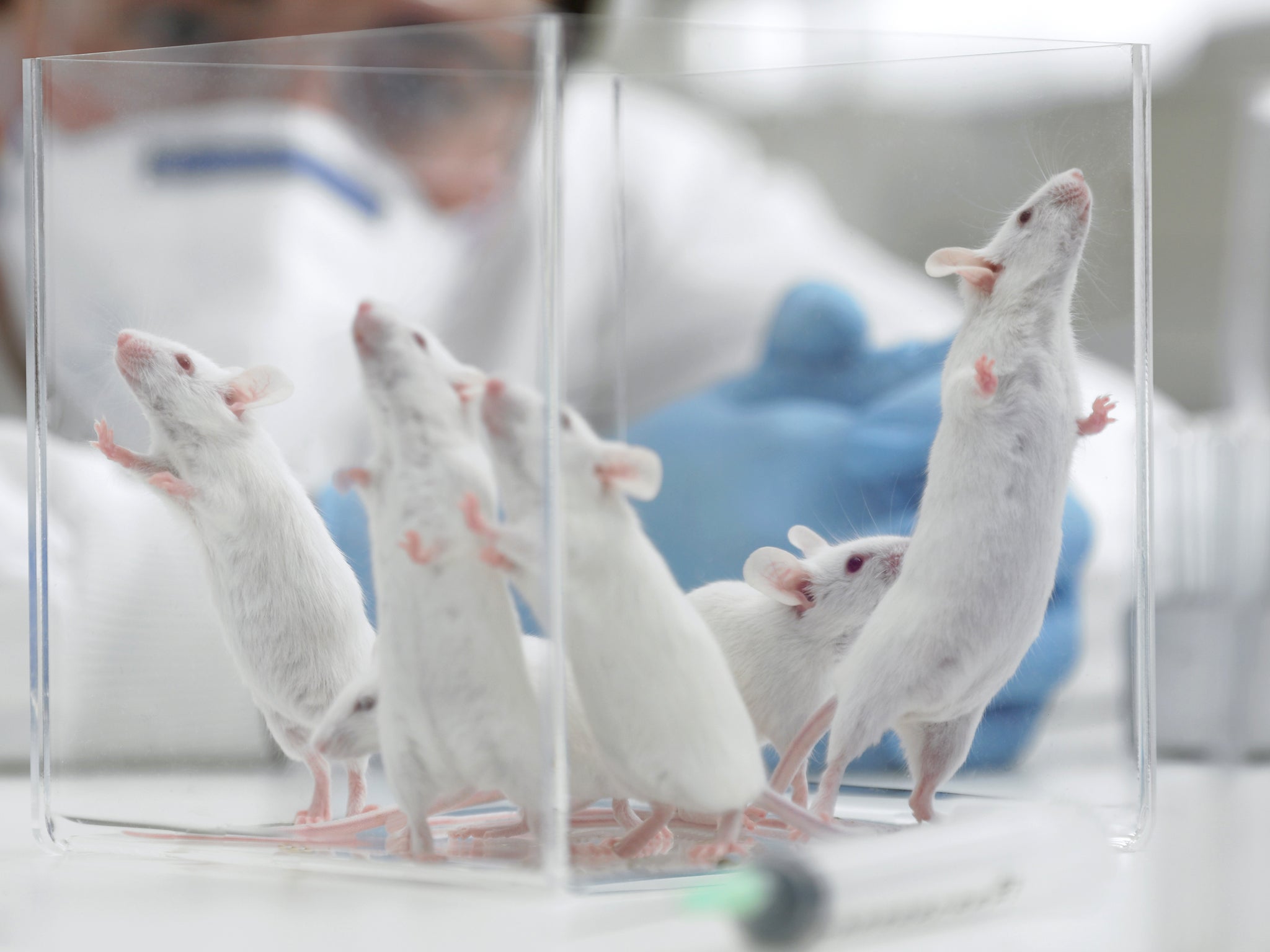 Researchers were able to perform gene therapy on living mice
