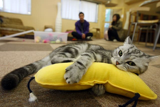 A cat plays at a cat cafe on  in Tokyo, Japan, as the UK's first feline-friendly shop is set to open in the coming months