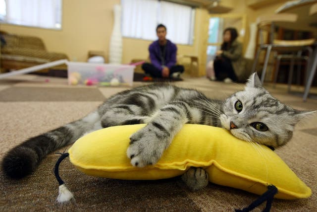 A cat plays at a cat cafe on  in Tokyo, Japan, as the UK's first feline-friendly shop is set to open in the coming months