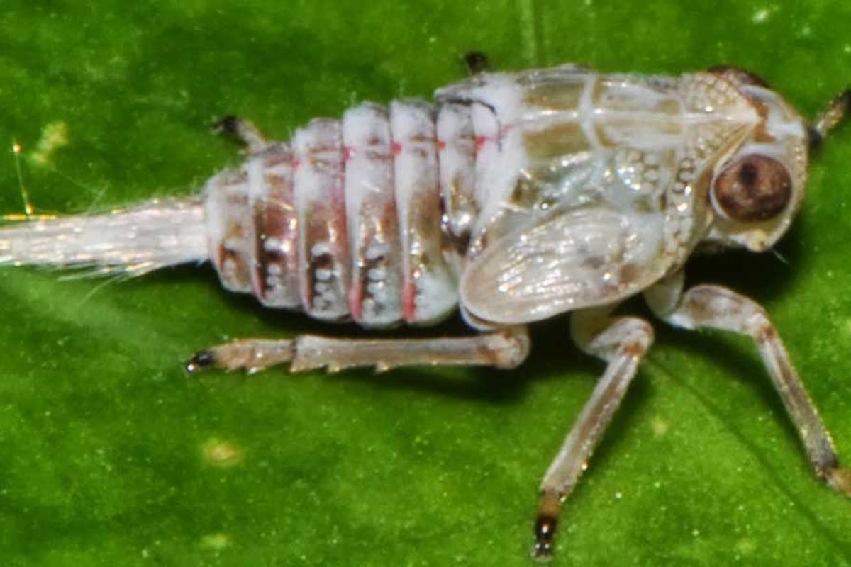 Machines imitate life: The insect that goes through the gears just like ...