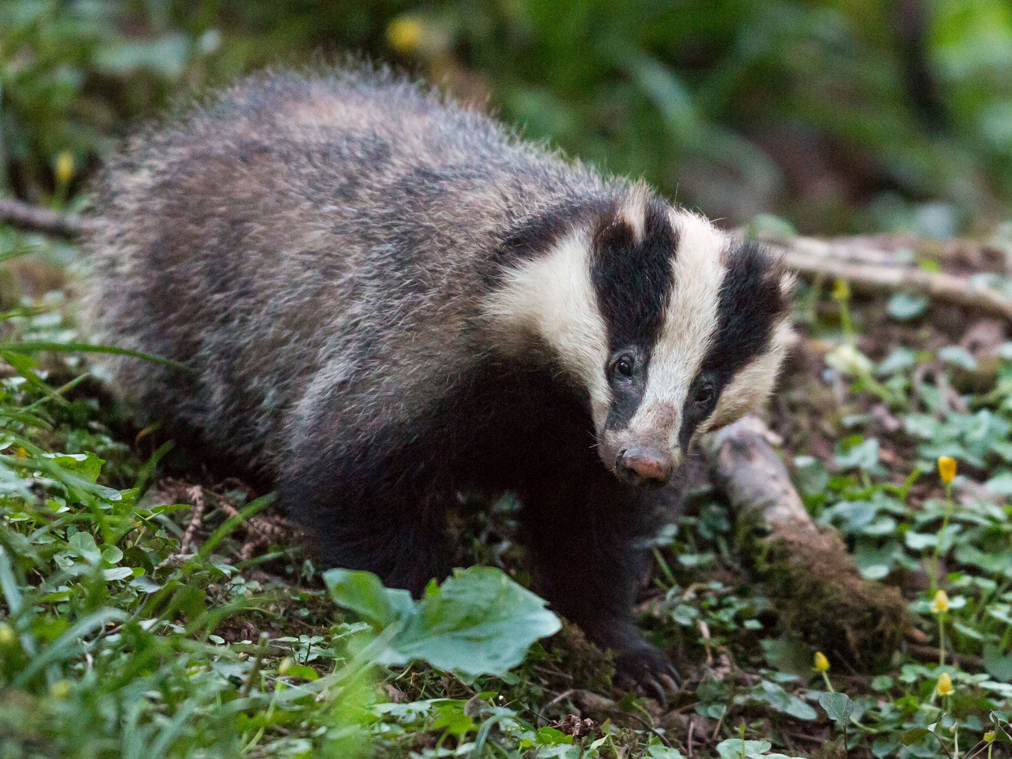 The review of the Avon and Somerset Constabulary's handling of the trial badger cull last Autumn centred on four incidents