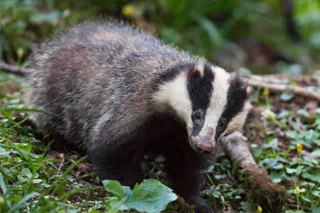 Fewer than 100 badgers were killed in the first 10 days