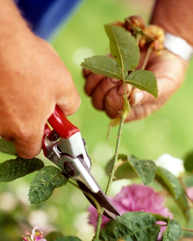 In full bloom: It's time to prune roses