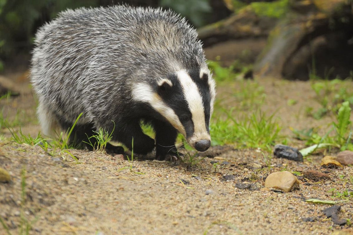 Badger culls will end after next year, ministers say, as figures show at least 38,642 killed last year