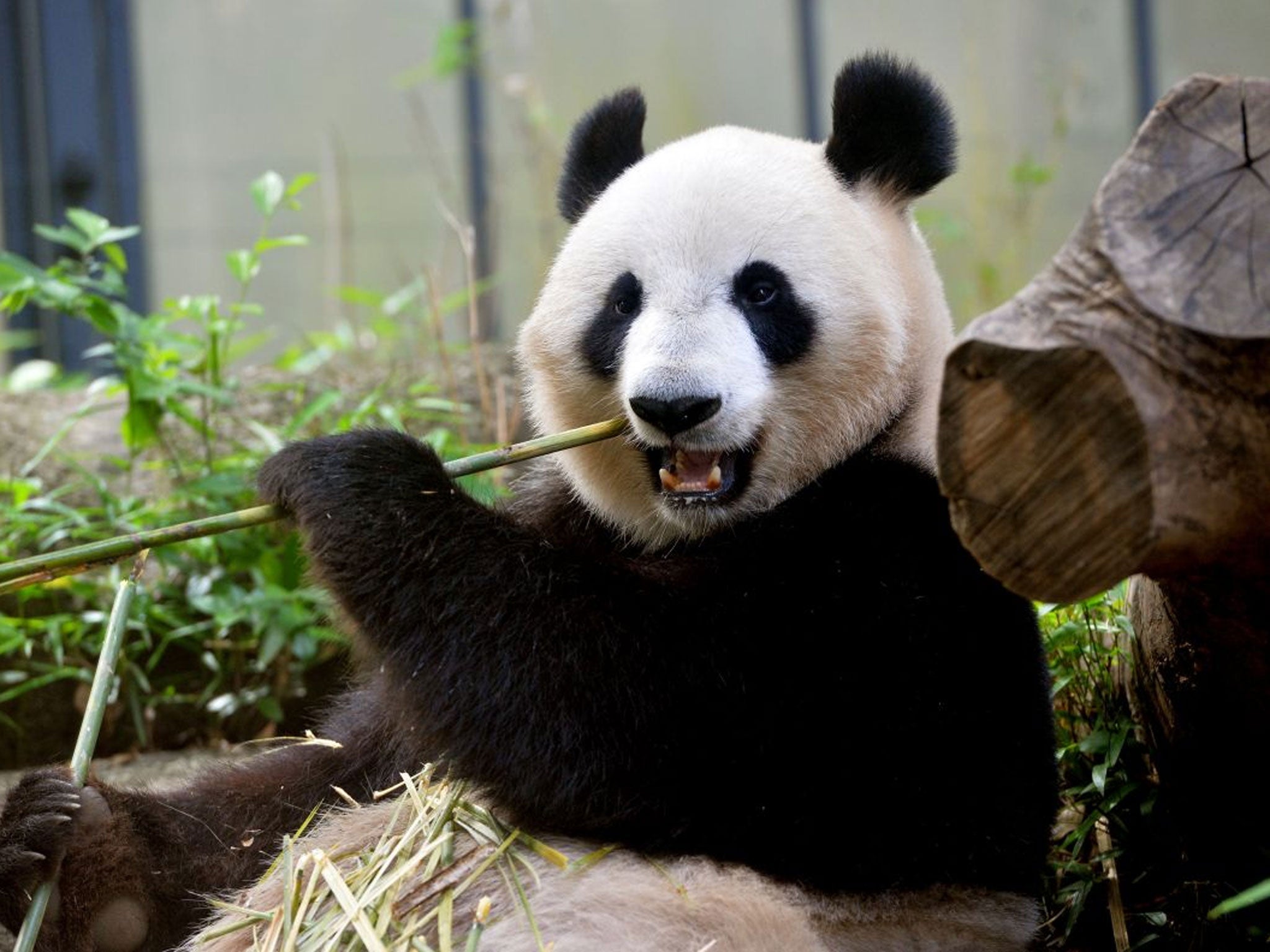 Could panda poo provide the answer to the world's energy crisis?