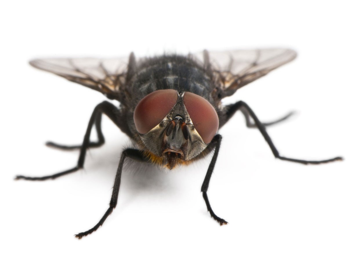 Q. Why is it so hard to swat a housefly? A. It sees you coming in